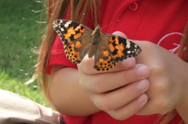 We love our butterfly visits.
